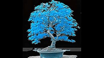 bluejapanesebonsaimapletreeheirloomnongmo flower seeds