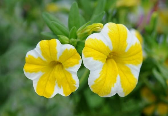 Yellow White Calibrachoa Flower Seeds – Heirloom, Non-GMO, High Germination Organic Garden Seeds for Planting