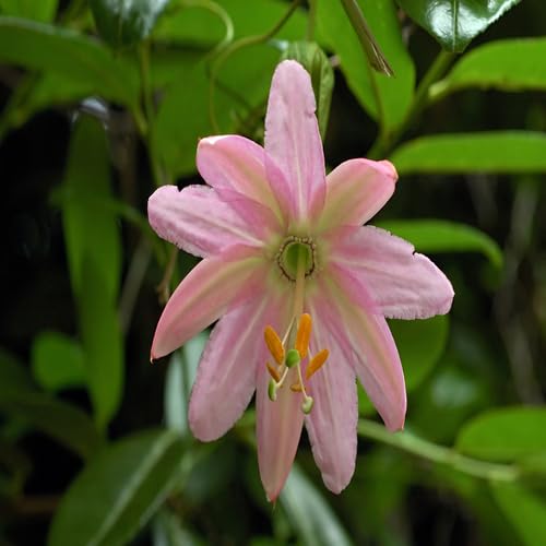 Rosa Passiflora Blumensamen – Heirloom, gentechnikfrei, hohe Keimfähigkeit Bio-Gartensamen zum Pflanzen