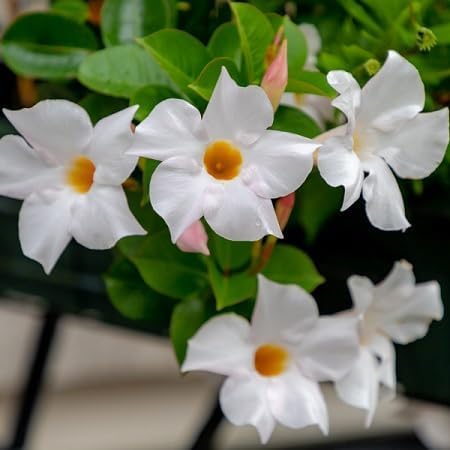 Mandevilla Flower Seeds – Heirloom, Non-GMO, High Germination Organic Garden Seeds for Planting