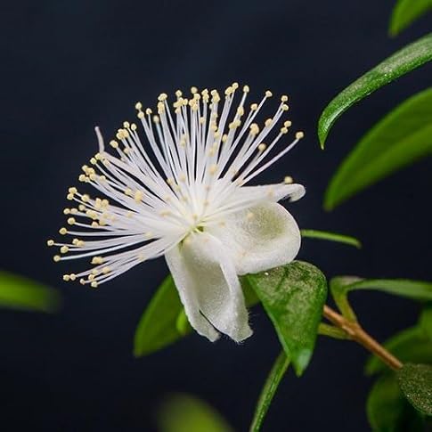 myrtle flower heirloom non-gmo seeds