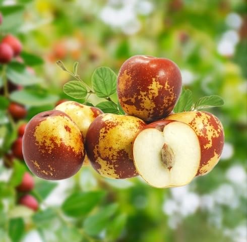 Red Jujube Seeds – Heirloom, Non-GMO, High Germination Organic Garden Seeds