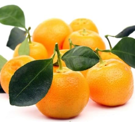 Calamansi Seeds – Heirloom, Non-GMO, High Germination Organic Garden Seeds