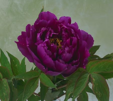 Peony Flower Seeds – Heirloom, Non-GMO, High Germination Organic Garden Seeds for Planting