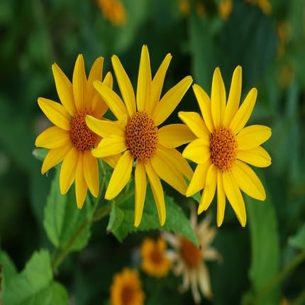 heliopsis flower flower seeds