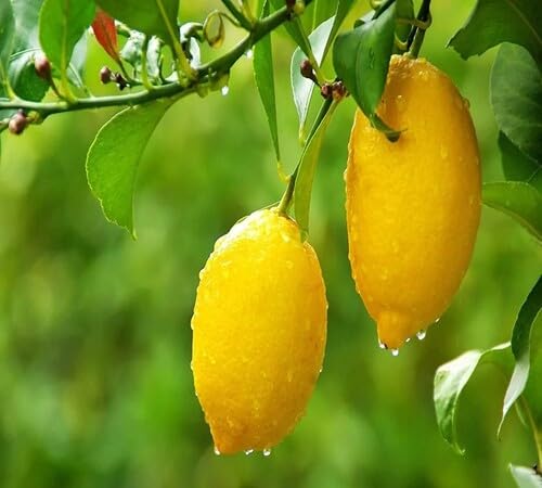 Lemon Seeds Yellow – Heirloom, Non-GMO, High Germination Organic Garden Seeds