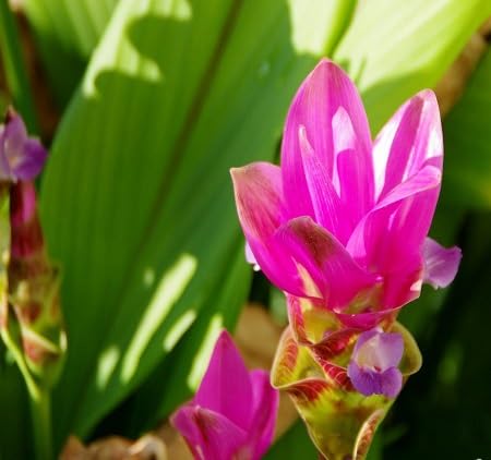 Siam Tulip Flower Seeds Pink for Planting – Heirloom, Non-GMO, High Germination