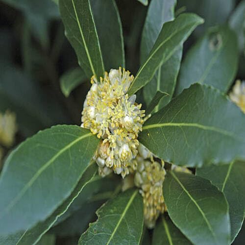 White Laurus Nobilis Flower Seeds Heirloom Non-GMO High Germination Organic Garden Seeds for Planting
