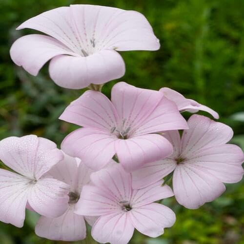 Pink Agrostemma Flower Seeds for Planting – Heirloom, Non-GMO, High Germination Organic Garden Seeds