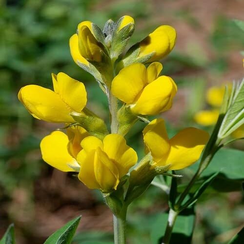 yellow lathyrus flower seeds