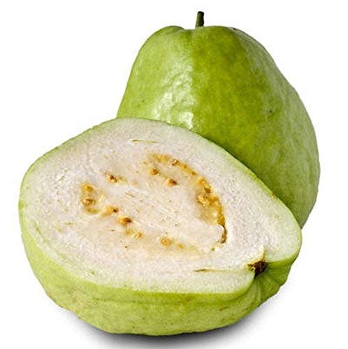 Semillas de Guayaba Blanca para Sembrar – Herencia No-Transgénica Alta Germinación Semillas Orgánicas para Jardín