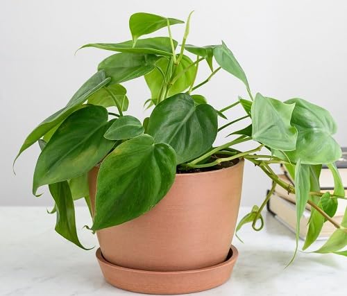 philodendron green heirloom non-gmo seeds