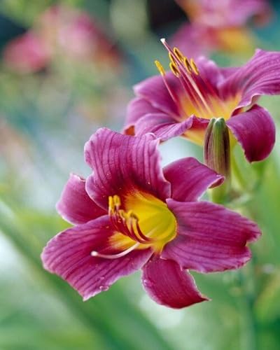 Purple Hemerocallis Flower Seeds Heirloom Non-GMO High Germination Organic Garden Seeds for Planting