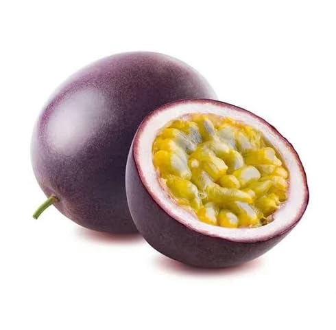 Purple Passion Seeds Heirloom Non-GMO High Germination Organic Garden Seeds for Planting