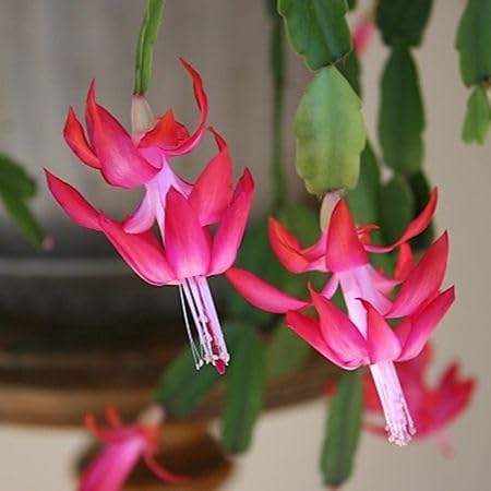 Rosa Schlumbergera Blumensamen zum Pflanzen – Alte Sorte, gentechnikfrei, hohe Keimrate, Bio-Gartensamen