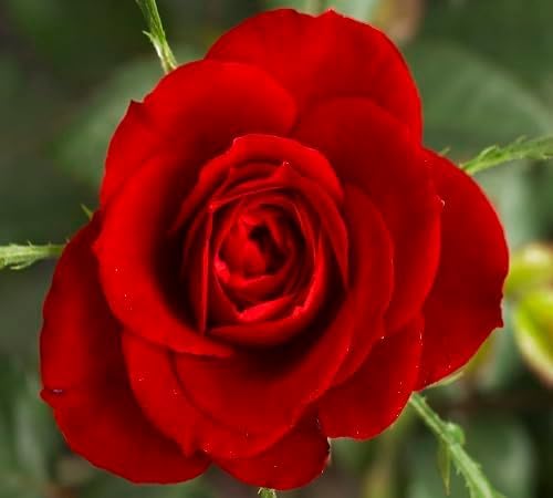 Red Rose Seeds for Planting – Heirloom Non-GMO High Germination Organic Garden Seeds