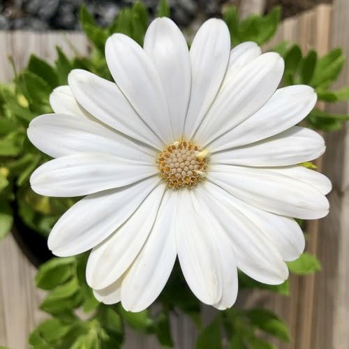 White Osteospermum Flower Seeds Heirloom Non-GMO High Germination Organic Garden Seeds
