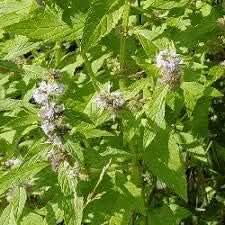 Green Mentha herb seeds
