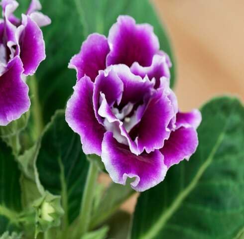 Violet White Gloxinia Flower Seeds – Heirloom, Non-GMO, High Germination Organic Garden Seeds