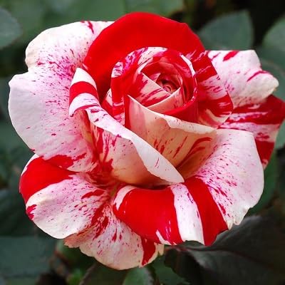 Red White Dragon Rose Flower Seeds for Planting – Heirloom Non-GMO High Germination Organic Garden Seeds