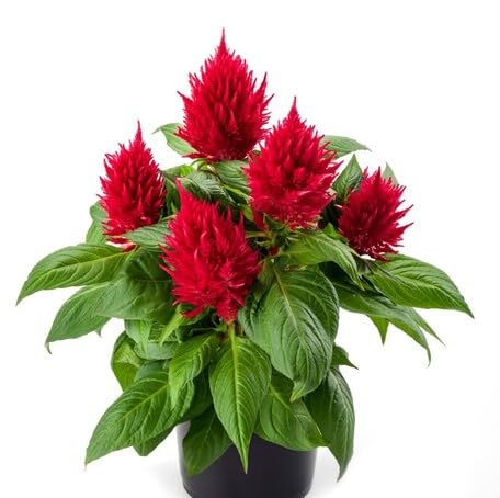 Red Celosia Flower Seeds – Heirloom, Non-GMO, High Germination Organic Garden Seeds for Planting Seeds for Planting