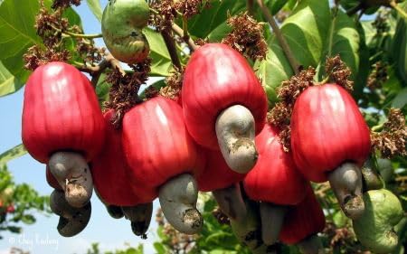 Rote Cashewnuss-Samen, alte Sorte, gentechnikfrei, hohe Keimfähigkeit, Bio-Gartensamen zum Pflanzen