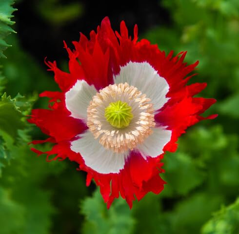 Red White Somniferum Flower Seeds for Planting – Heirloom Non-GMO High Germination Organic Garden Seeds