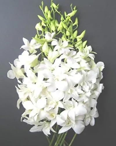 White Orchid Flower Seeds Heirloom Non-GMO High Germination Organic Garden Seeds