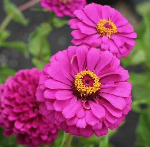 Pink Zinnia Flower Seeds – Heirloom Non-GMO High Germination Organic Garden Seeds