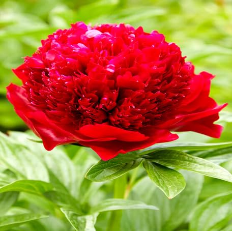 redpeonyflowerheirloomnongmo flower seeds