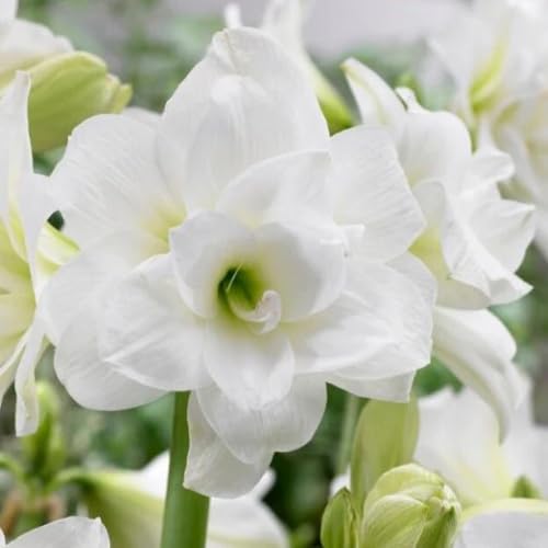 Amaryllis White Flower Seeds Heirloom Non-GMO High Germination Organic Garden Seeds