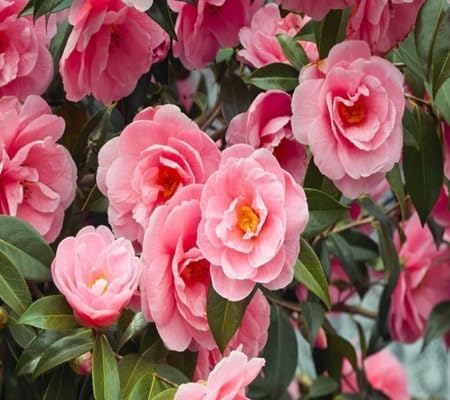 camellia flower flower seeds