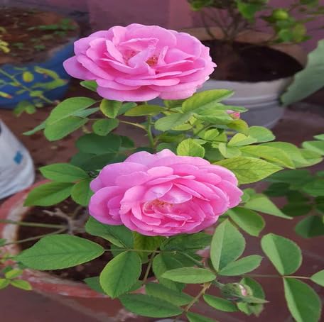 Pink Rose Flower Seeds for Planting – Heirloom Non-GMO High Germination Organic Garden Seeds