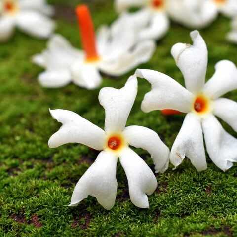 harsingar flower heirloom non-gmo seeds