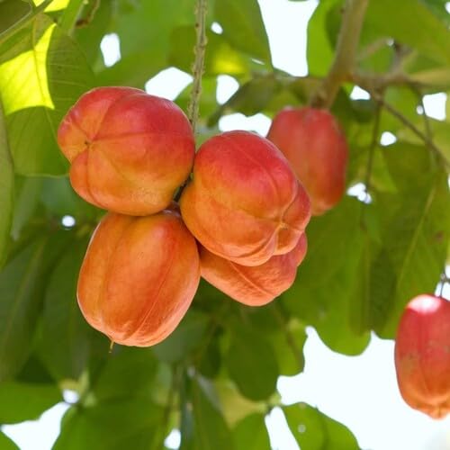 Red Ackee Seeds – Heirloom, Non-GMO, High Germination Organic Garden Seeds