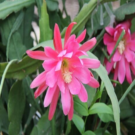Pink Epiphyllum Oxypetalum Flower Seeds Heirloom Non-GMO High Germination Organic Garden Seeds for Planting