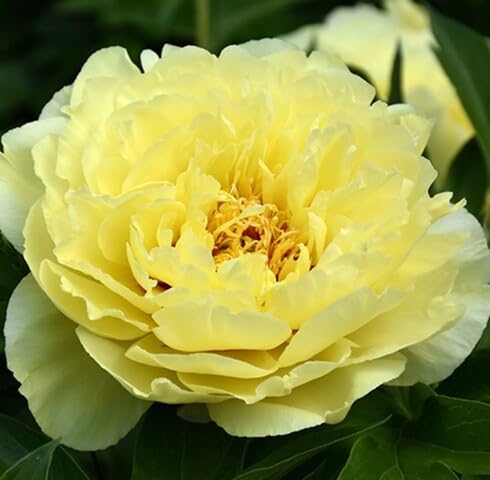 Yellow Paeonia Flower Seeds Heirloom Non-GMO High Germination Organic Seeds