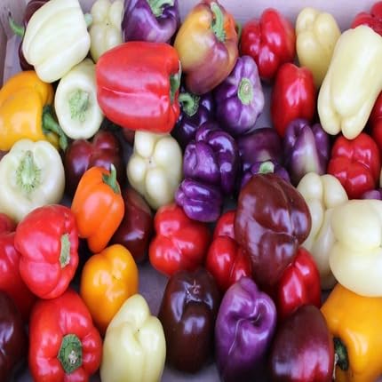 Mixed Pepper – Heirloom, Non-GMO, High Germination Organic Garden Seeds Planting