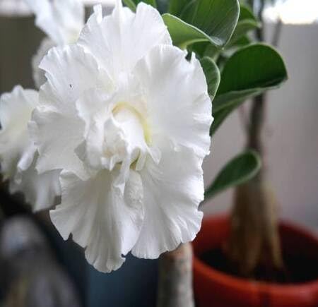 white adenium flower seeds