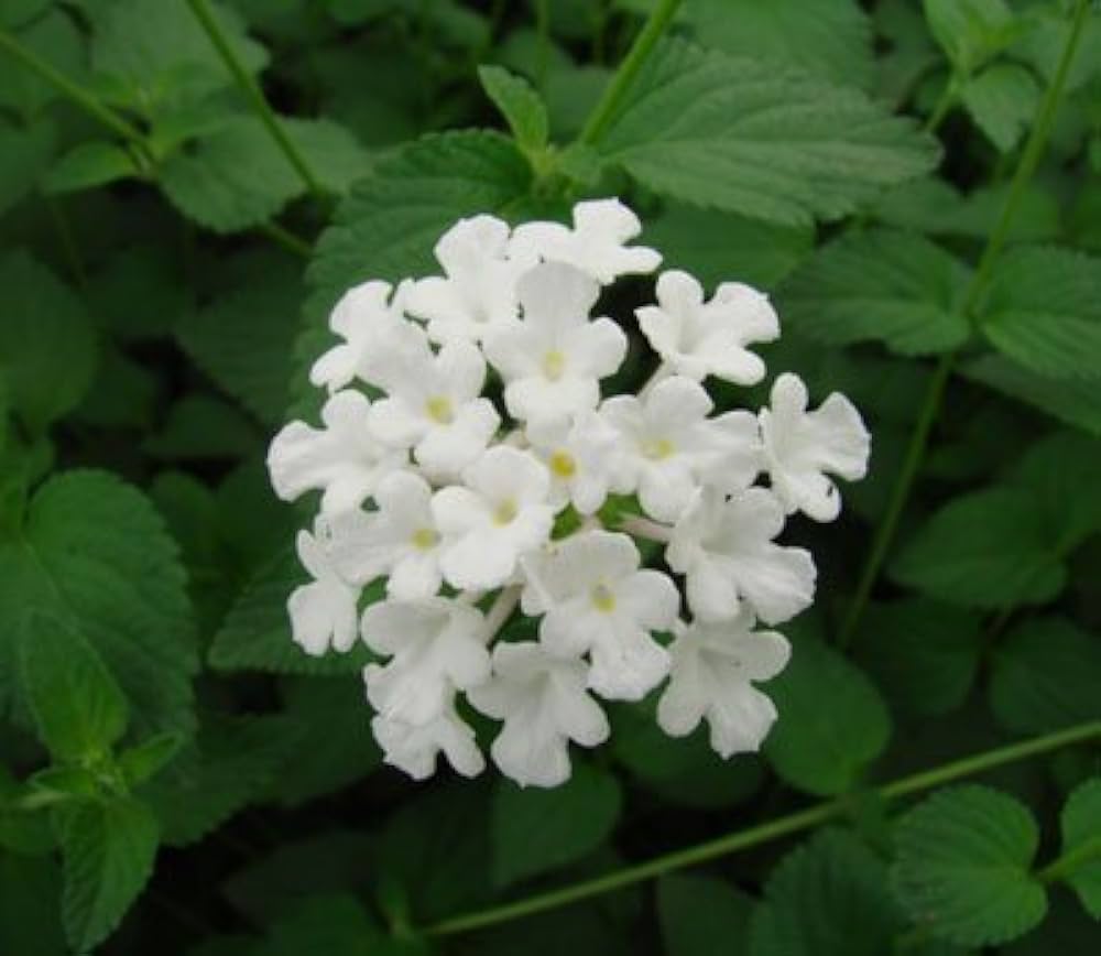 white simplers flower seeds