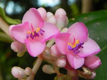 lightpinkmedinillacummingiflowerheirloomnongmo flower seeds
