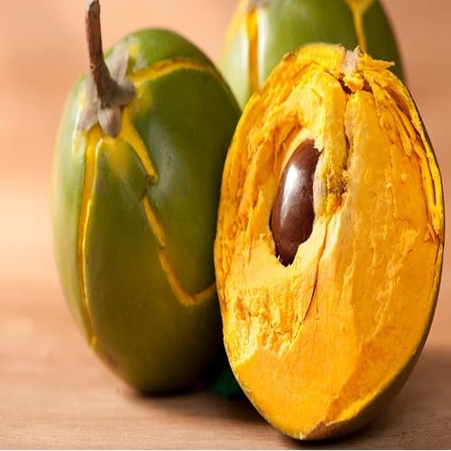Green Lucuma Seeds – Heirloom, Non-GMO, High Germination Organic Garden Seeds