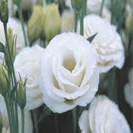 Lisianthus Flower Seeds White Heirloom Non-GMO High Germination Organic Garden Seeds for Planting
