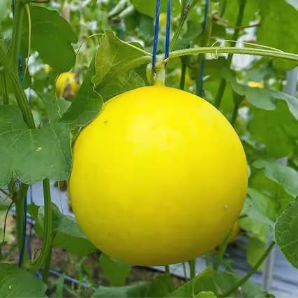 Yellow Canary Melon Seeds – Heirloom, Non-GMO, High Germination Organic Garden Seeds