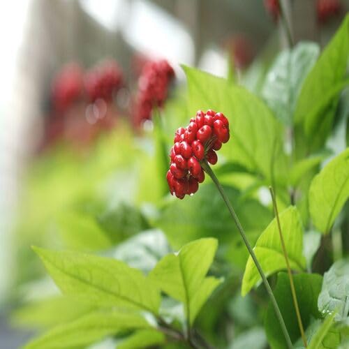 Red Ginseng Melon Seeds – Heirloom, Non-GMO, High Germination Organic Garden Seeds