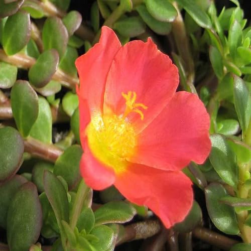 Red Portulaca Grandiflora Flower Seeds – Heirloom, Non-GMO, High Germination Organic Garden Seeds for Planting