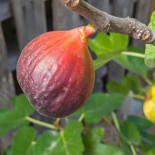 Maroon Fig Seeds – Heirloom, Non-GMO, High Germination Organic Garden Seeds