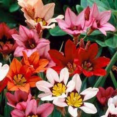 Sparaxis Flower Seeds – Heirloom, Non-GMO, High Germination Organic Garden Seeds