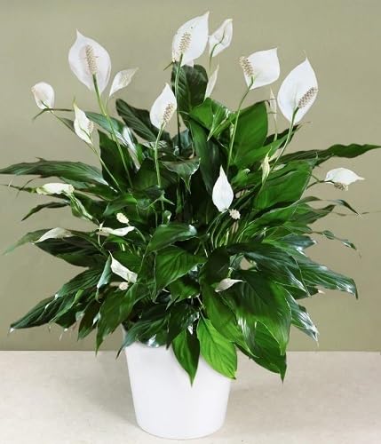 White Aethiopica Flower Seeds Heirloom Non-GMO High Germination Organic Garden Seeds