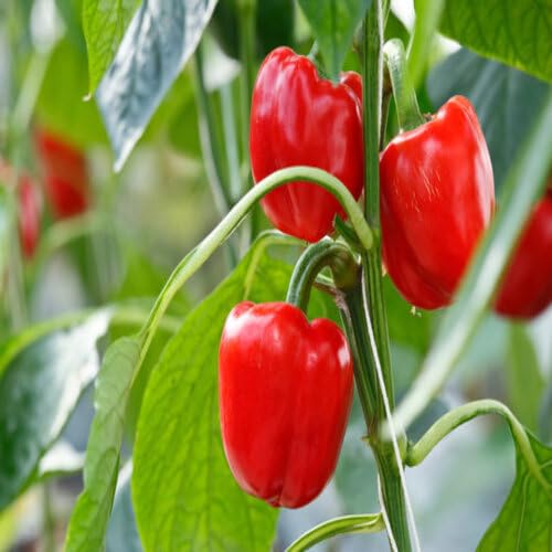 Red Pepper Seeds – Heirloom, Non-GMO, High Germination Organic Garden Seeds Planting